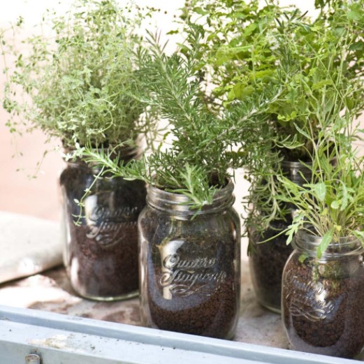 Bormioli Rocco Quattro Stagioni Jars Growing Origano