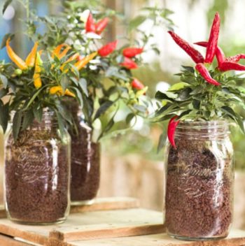 Bormioli Rocco Quattro Stagioni Jars Growing Peperoncino