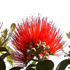 lunch napkin pohutukawa