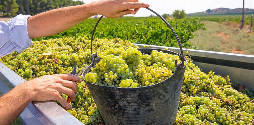 Grape Varieties – Vacu Vin