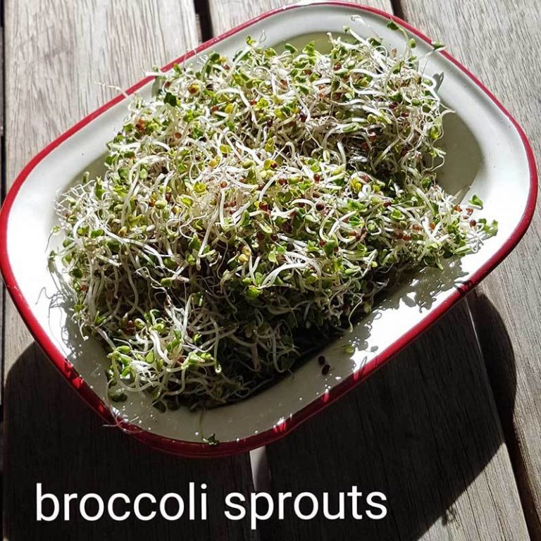LR.Broccoli.Seeds_1024x1024@2x