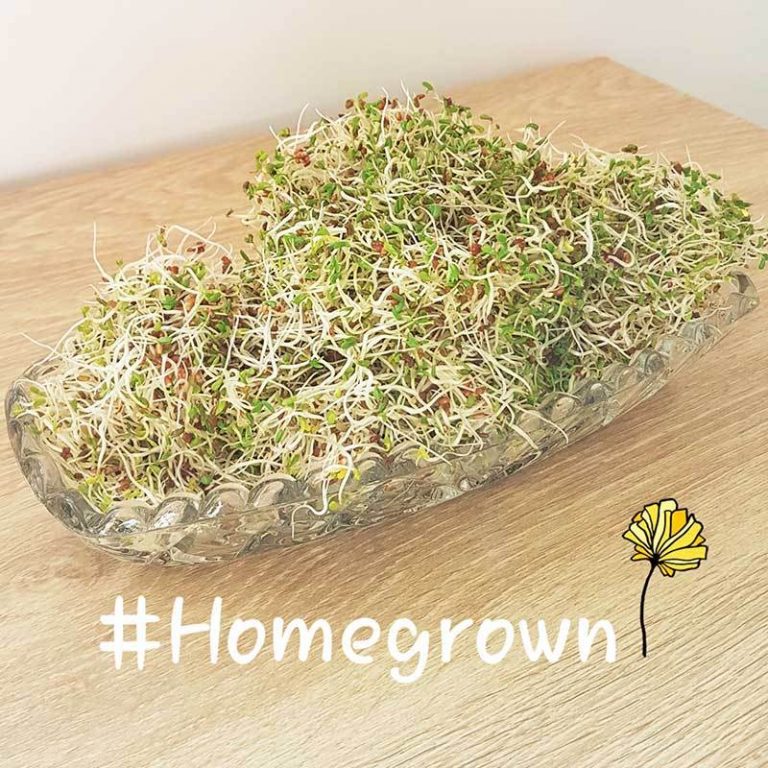 LR.GoodLife-Homegrown-Alfalfa-Sprouts_1024x1024@2x