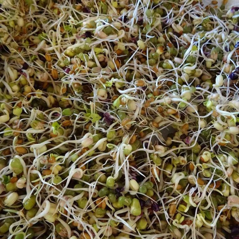 LR.Spicy.Sprouting.Seeds.2_1024x1024@2x