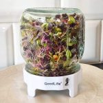 GoodLife Sprouting Jar Kit 500ml