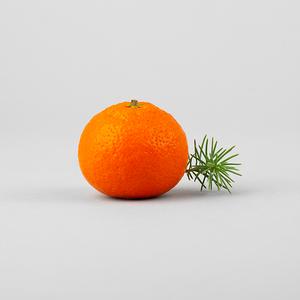 Pine_and_Sweet_Orange_Group_Shot_Feb_2019_300x300