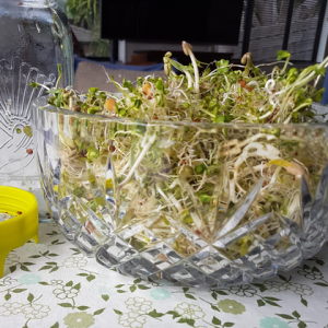 New Zealand Kitchen Products | Sprouting